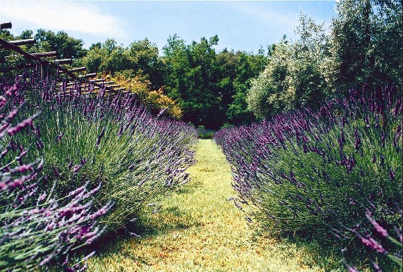 Riemergiamo in mezzo alla lavanda