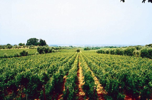 i vigneti scendono verso il mare visti dalla grande quercia